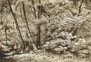 Woodland scene