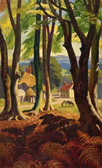 Woodland scene