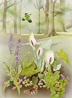 Beautiful Landscapes Gallery: Woodland scene with Green Woodpecker
