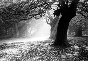 Images Dated 3rd February 2015: Woodland scene with sunlight, England