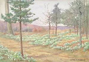 Andrews Gallery: Woodland with Snowdrops - Gardens