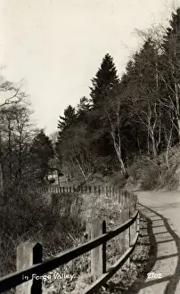 Woodland Walk, Forge Valley, Yorkshire