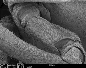 Crustacea Collection: Woodlouse antenna