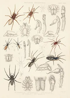 Spider Prints: Woodlouse hunter, green-fanged tube web spider, etc