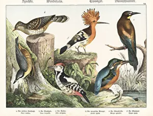 Woodpecker, wryneck, nuthatch, kingfisher, etc