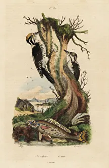 Guerin Meneville Collection: Woodpeckers and picarel