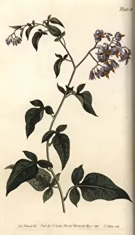 Sydenham Prints: Woody or bittersweet nightshade, Solanum dulcamara