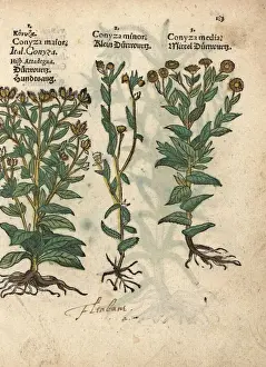 Woody Prints: Woody fleabane, Dittrichia viscosa, and false