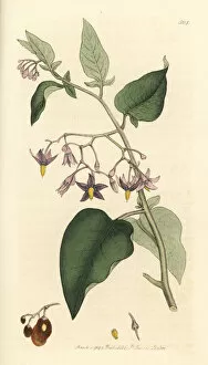 Nightshade Gallery: Woody nightshade or bitter-sweet, Solanum dulcamara