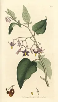 Woody Prints: Woody nightshade or bitter-sweet, Solanum dulcamara