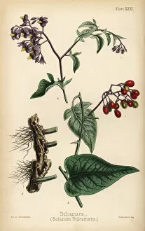 Woody nightshade or bittersweet, Solanum dulcamara