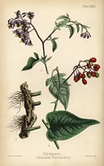 Woody Prints: Woody nightshade or bittersweet, Solanum dulcamara