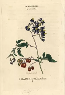Nightshade Gallery: Woody nightshade, Solanum dulcamara