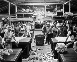 Wool Collection: Wool sorting and classing, Burrawang, Australia