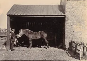 Wolff Prints: Woolfe family of The Clough, Hale, Bucklow, Cheshire - Joe Falkner with horse. Date: 1889
