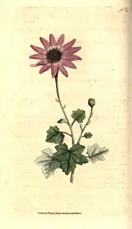 Woolly cineraria, Cineraria lanata