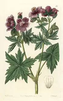 Woolly-flowered geranium, Geranium erianthum