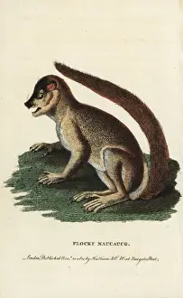 Woolly lemur or indri, Lemur laniger