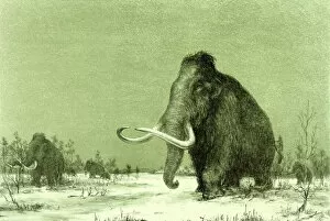 Elephantidae Collection: Woolly Mammoth