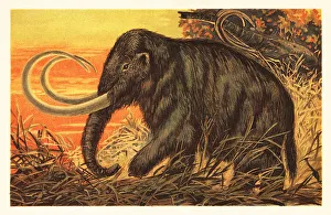 Woolly mammoth, Mammuthus primigenius