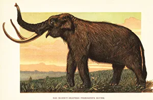 Pleistocene Prints: Woolly mammoth, Mammuthus primigenius