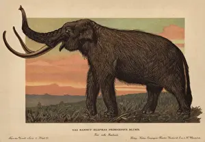 Mammuthus Prints: Woolly mammoth, Mammuthus primigenius, Elephas