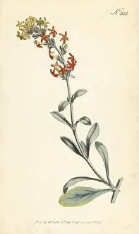 Stephen Couchman Prints: Woolly manulea, Manulea tomentosa