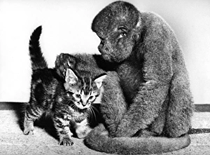 Images Dated 23rd March 2016: Woolly Monkey and Kitten