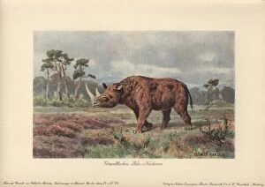 The woolly rhinoceros, Coelodonta antiquitatis