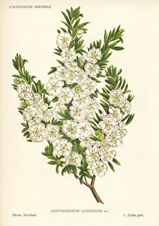 Stroobant Collection: Woolly tea-tree, Leptospermum lanigerum