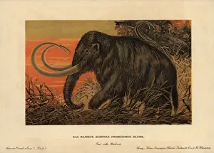 Mammuthus Prints: Woolly or tundra mammoth, Mammuthus primigenius