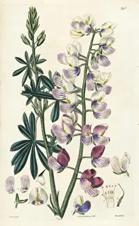 Woolly various-coloured lupine, Lupinus tomentosus