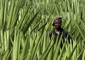 Images Dated 29th January 2008: Worker - Sisal Plantation