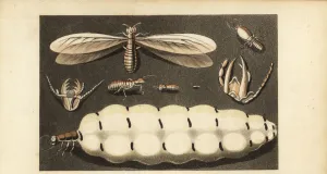 Nests Prints: Worker, soldier and queen termites, Macrotermes bellicosus