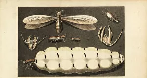 Worker, soldier and queen termites, Macrotermes bellicosus