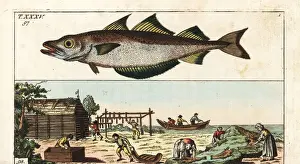 Gadus Prints: Workers drying pollack near the sea, 18th century