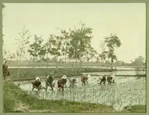 Workers in a paddy field