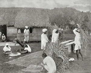 Workers Preparing Rice in Jamaica Workers Preparing Rice in Jamaica