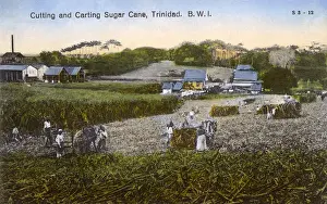 Plantation Prints: Workers on sugar plantation, Trinidad, West Indies