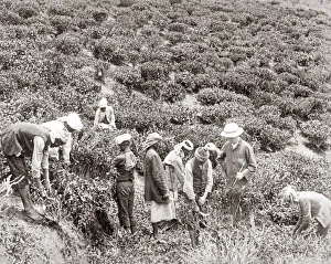 Workers in a tea plantation, India, c. 1880 s