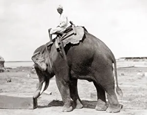 Working elephant and mahout, Burma, India, c. 1890