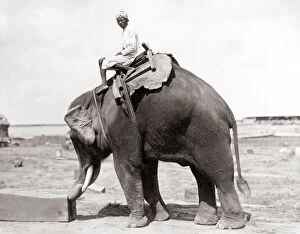 Harness Gallery: Working elephant and mahout, Burma, India, c.1890