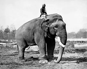 Ropes Prints: Working elephant with rider, India