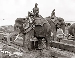 Lumber Prints: Working elephant, timber yard, Burma, India, c. 1880 s