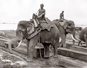 Working elephant, timber yard, Burma, India, c.1880 s