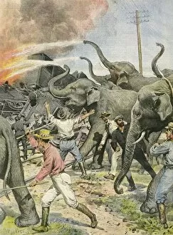 Images Dated 28th August 2012: Working Elephants 1907