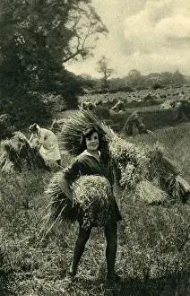 Working in the fields at harvest time, Huntingfield, Suffolk