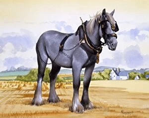A working heavy horse