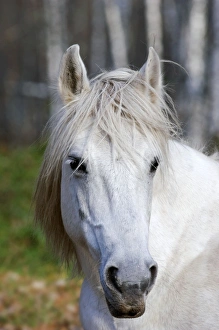 Images Dated 24th October 2006: Working Horse