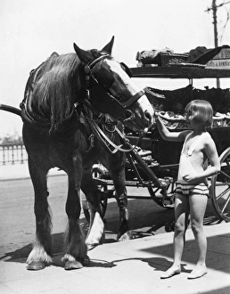 British Seaside Gallery: Working Horse Lunch